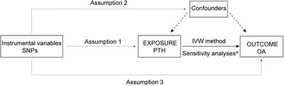 Causal Relationship Between Parathyroid Hormone and the Risk of Osteoarthritis: A Mendelian Randomization Study